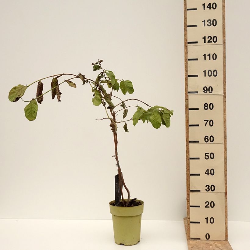 Guaiava Limon - Psidium guajava Vaso da 6L/7L esemplare consegnato in inverno