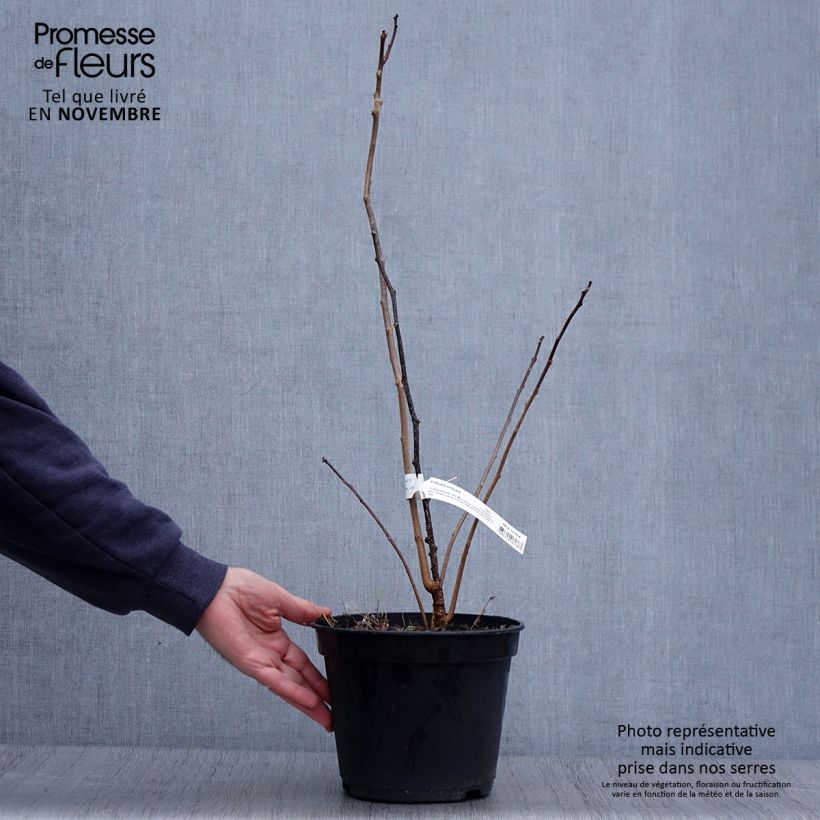 Esemplare di Ptelea trifoliata - Olmo di Samaria Vaso da 3L/4L come consegnato in autunno