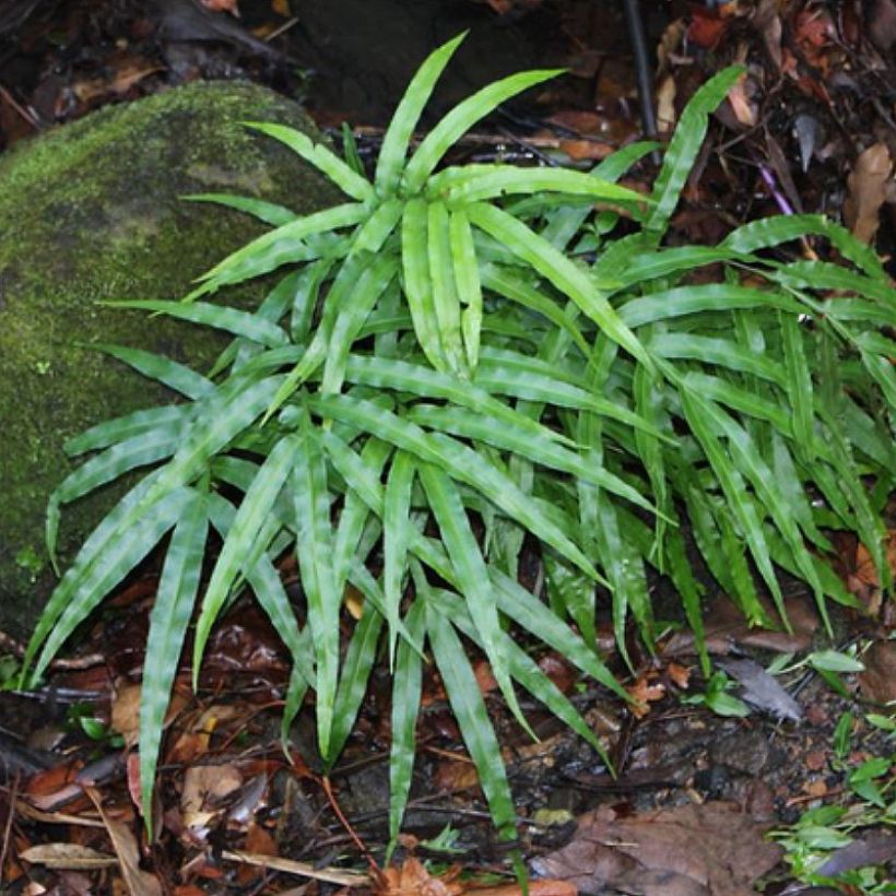 Pteris umbrosa (Porto)