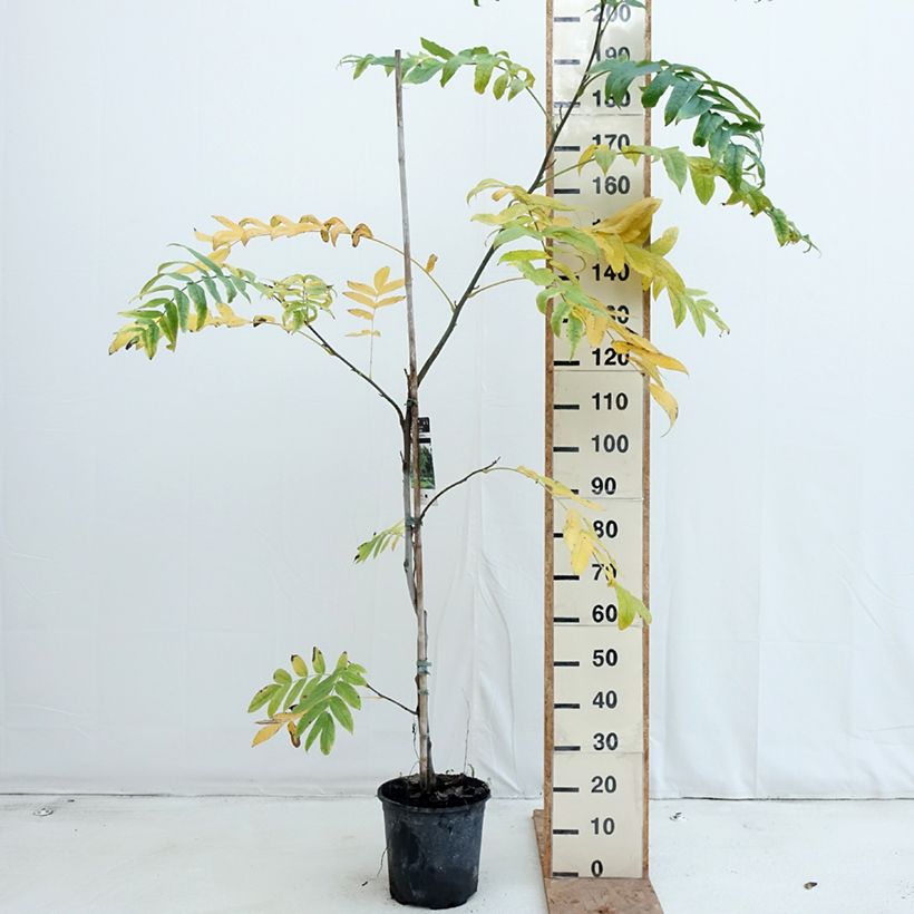 Esemplare di Pterocarya fraxinifolia - Noce del Caucaso Vaso da 6L/7L come consegnato in autunno