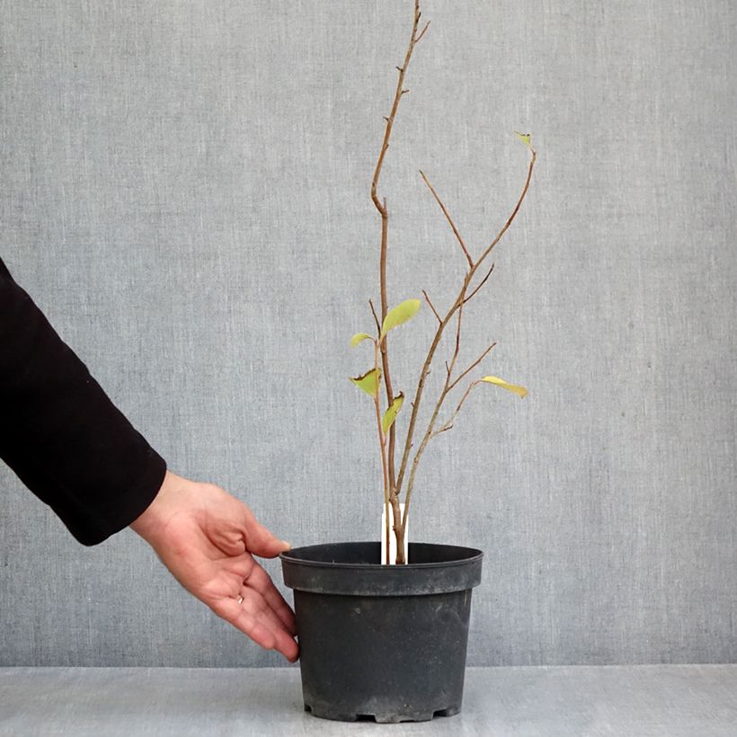 Esemplare di Pterostyrax corymbosa Vaso da 3L/4L come consegnato in autunno