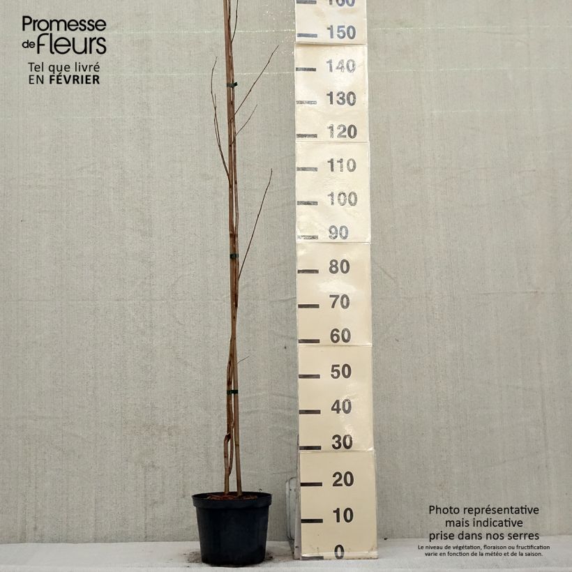 Pterostyrax corymbosa Vaso da 3L/4L esemplare consegnato in inverno
