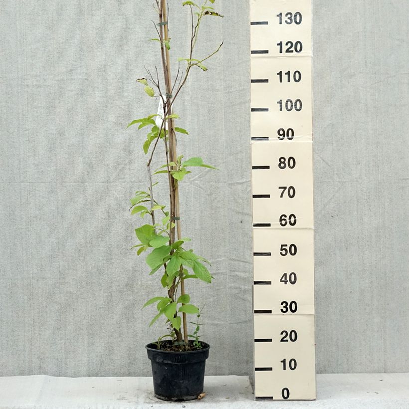 Esemplare di Pterostyrax hispida Vaso da 4L/5L consegnato in estate