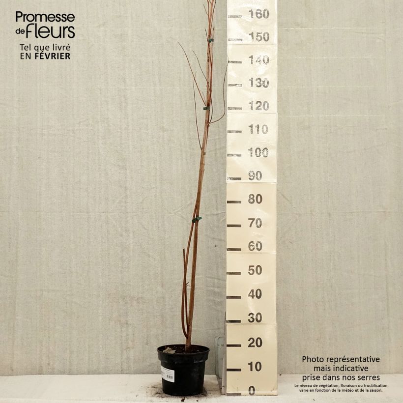 Pterostyrax hispida Vaso da 4L/5L esemplare consegnato in inverno