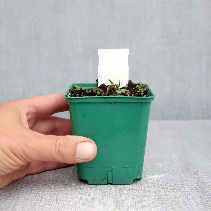 Esemplare di Pulmonaria Blue Ensign Vasetto da 8/9 cm come consegnato in autunno