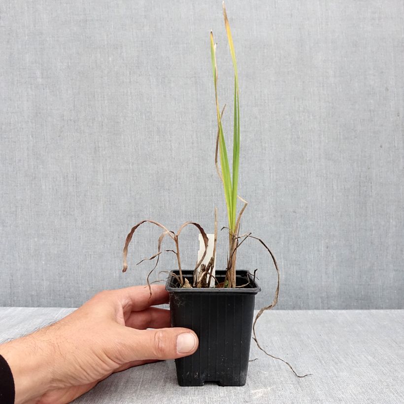 Esemplare di Pulmonaria Blue Ensign Vaso da 2L/3L come consegnato in autunno