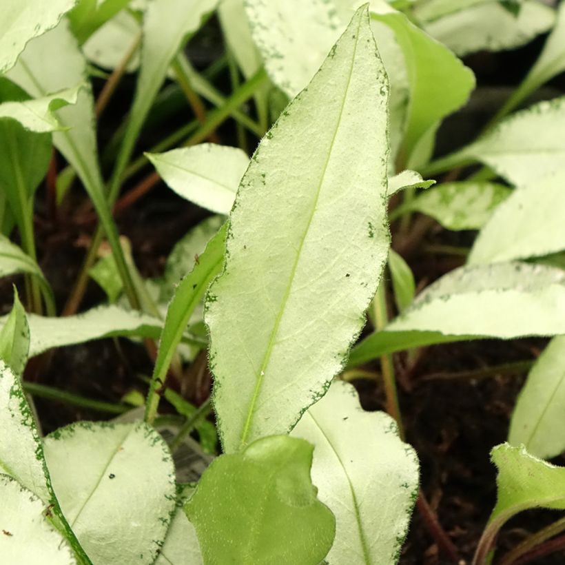 Pulmonaria Diane Clare (Fogliame)