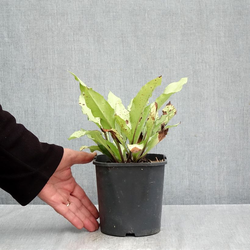 Esemplare di Pulmonaria Diane Clare Vaso da 2L/3L come consegnato in autunno