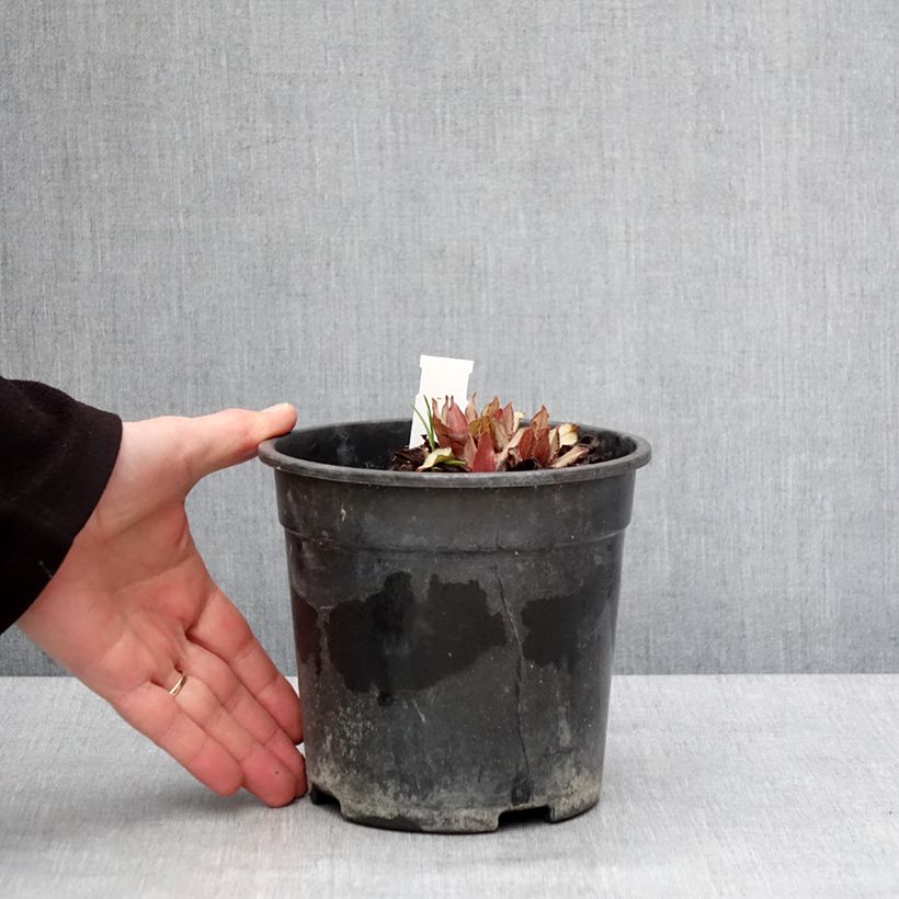 Pulmonaria Diane Clare Vaso da 2L/3L esemplare consegnato in inverno