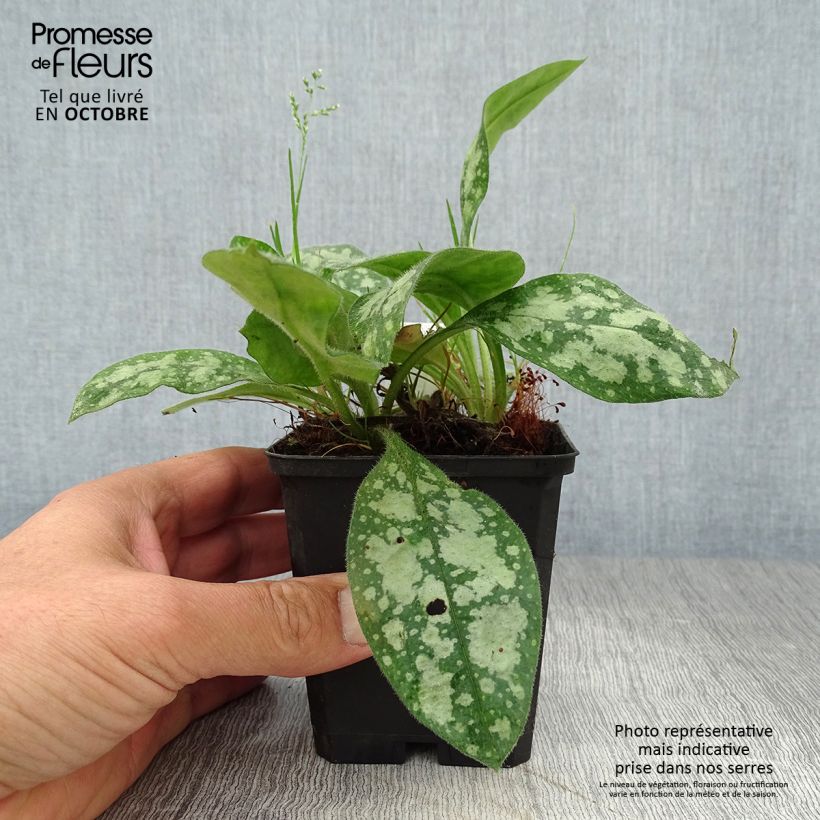 Esemplare di Pulmonaria Opal Vasetto da 8/9 cm come consegnato in autunno