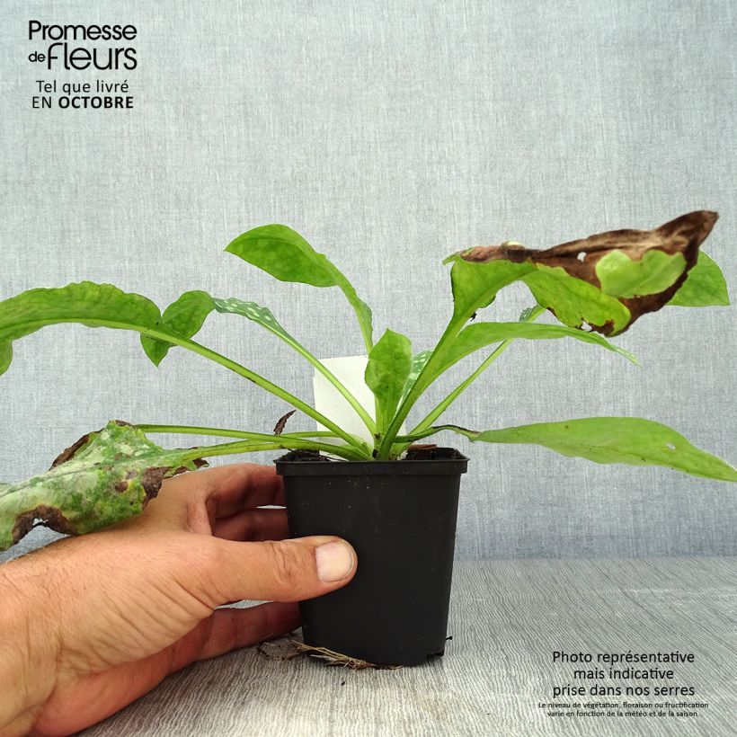 Esemplare di Pulmonaria Sissinghurst White Vasetto da 8/9 cm come consegnato in autunno