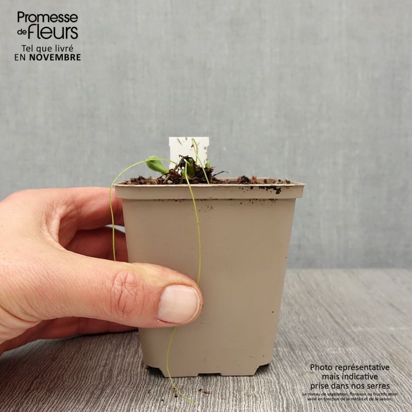 Esemplare di Pulmonaria Twinkle Toes Vasetto da 8/9 cm come consegnato in autunno