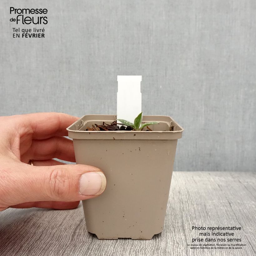 Pulmonaria Twinkle Toes Vasetto da 8/9 cm esemplare consegnato in inverno