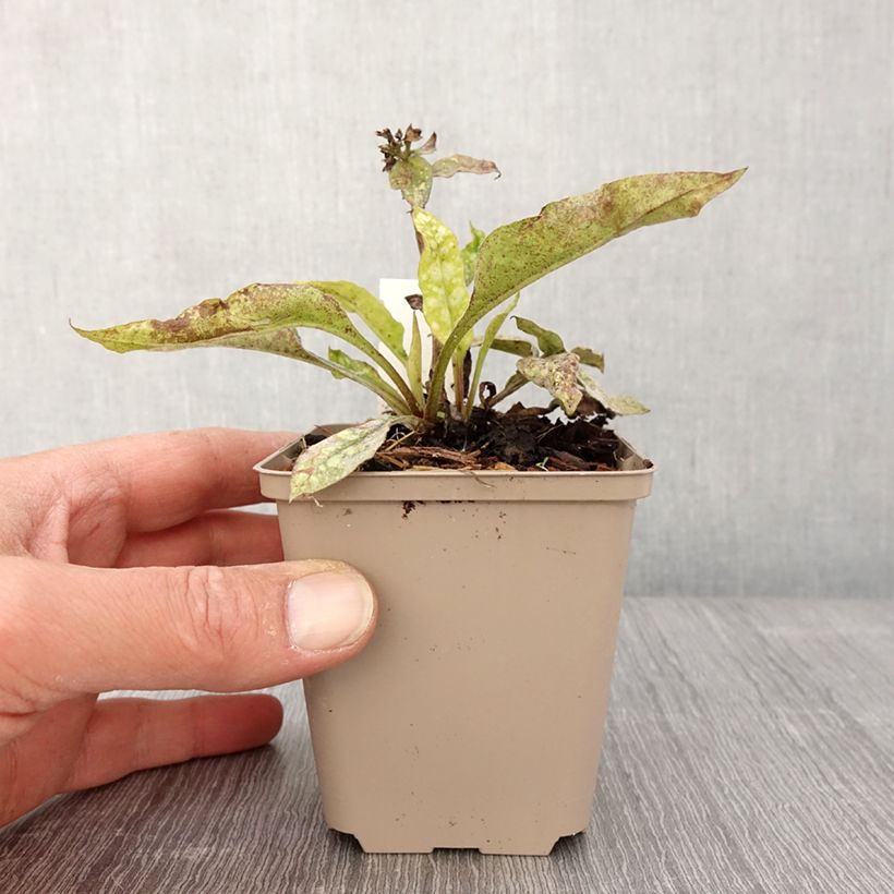 Pulmonaria Twinkle Toes Vasetto da 8/9 cm esemplare consegnato in primavera