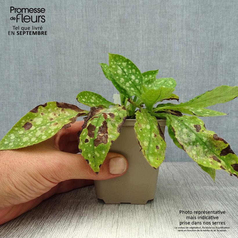 Esemplare di Pulmonaria Ice Ballet Vasetto da 8/9 cm consegnato in estate