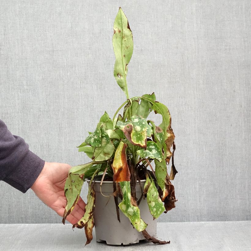 Esemplare di Pulmonaria Shrimps on the Barbie Vaso da 3L/4L come consegnato in autunno