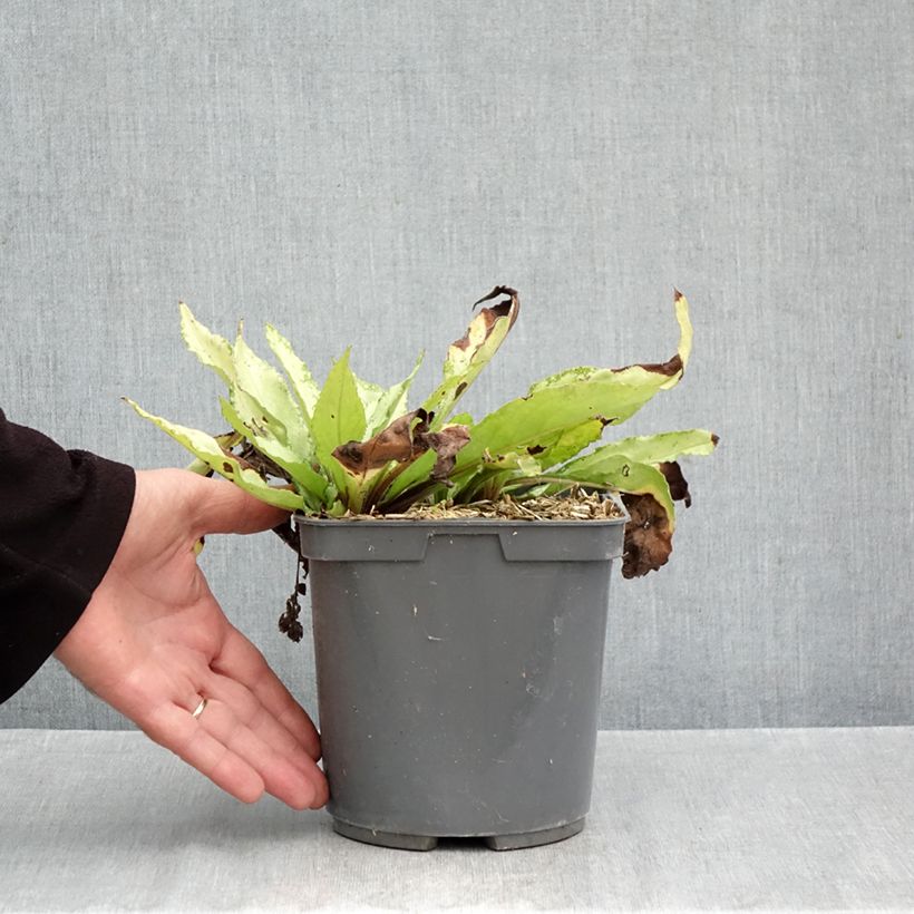 Esemplare di Pulmonaria saccharata Silver Bouquet - Polmonaria chiazzata Vaso da 2L/3L come consegnato in autunno