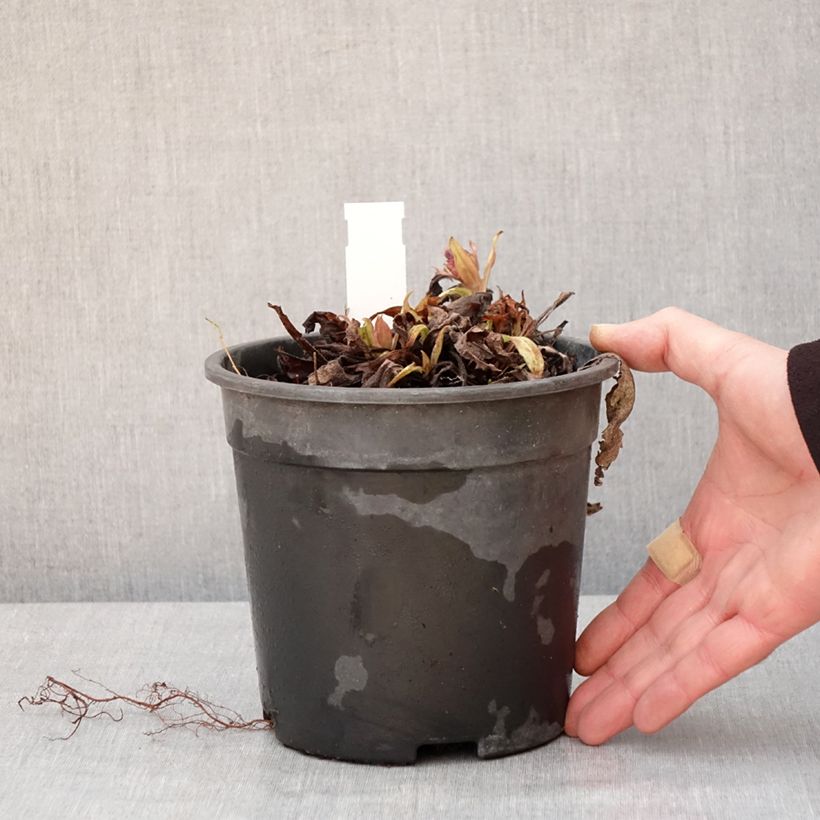 Pulmonaria saccharata Silver Bouquet - Polmonaria chiazzata Vaso da 2L/3L esemplare consegnato in inverno