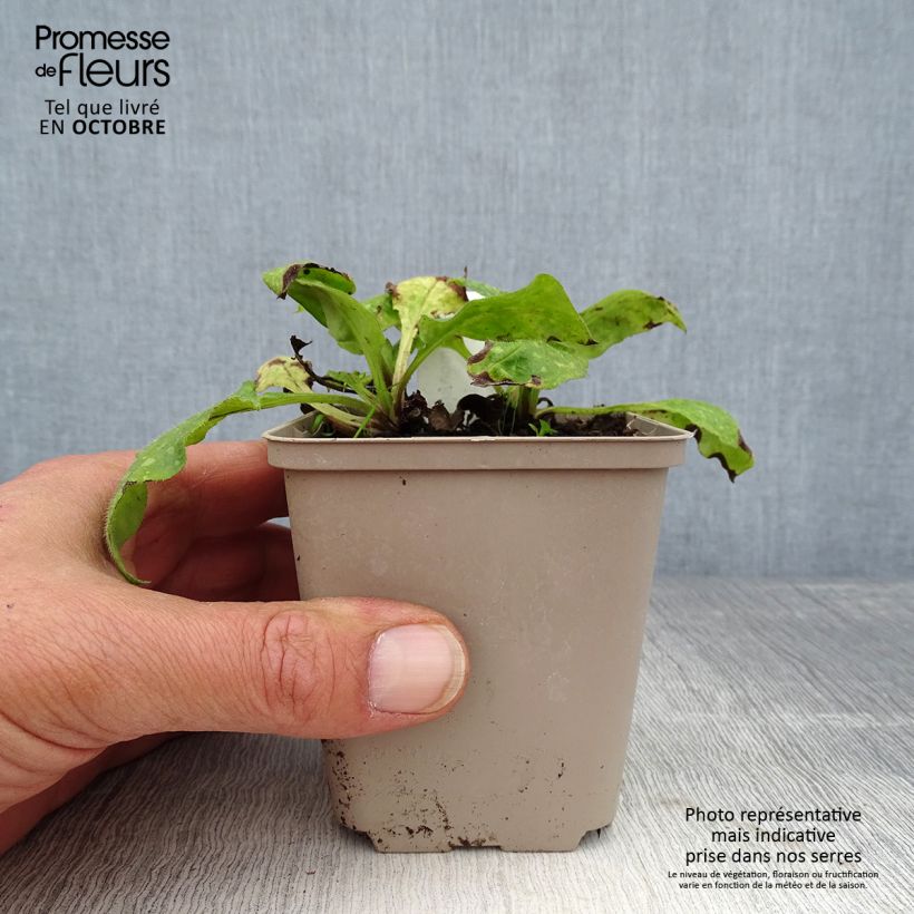 Esemplare di Pulmonaria officinalis - Polmonaria maggiore Vasetto da 8/9 cm come consegnato in autunno
