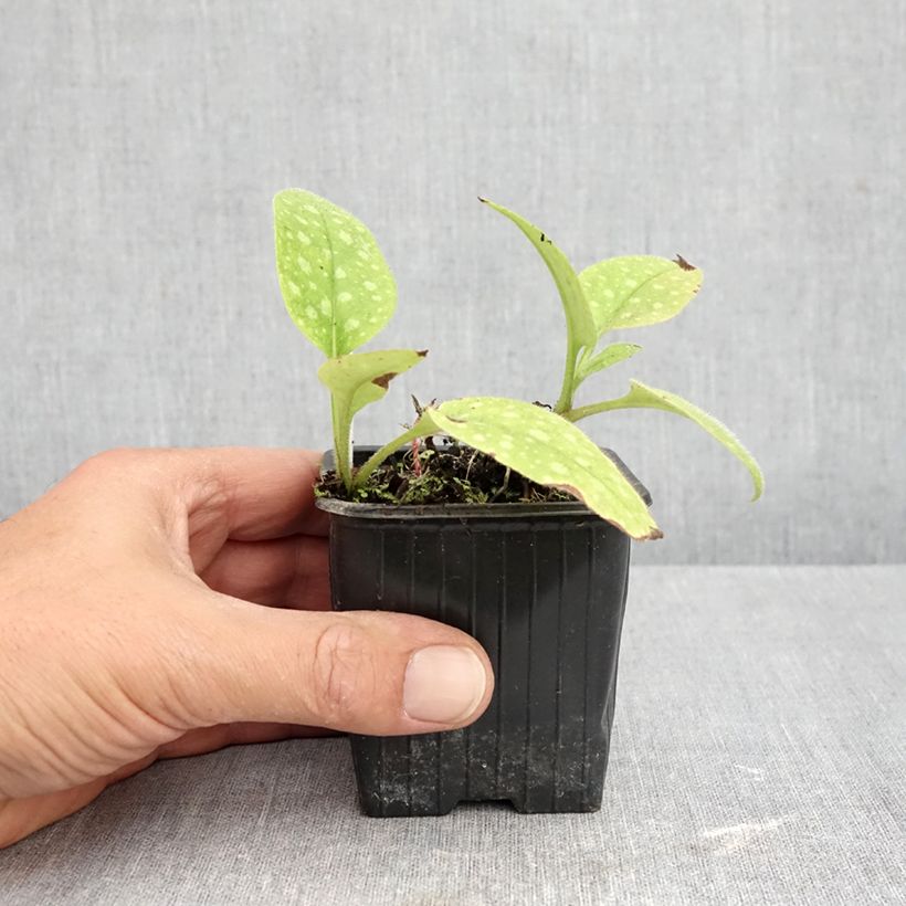 Esemplare di Pulmonaria saccharata Dora Bielefeld - Polmonaria chiazzata Vasetto da 8/9 cm come consegnato in autunno