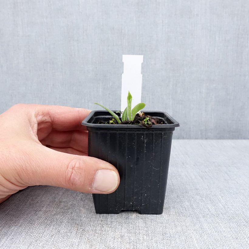 Pulmonaria saccharata Dora Bielefeld - Polmonaria chiazzata Vasetto da 8/9 cm esemplare consegnato in primavera