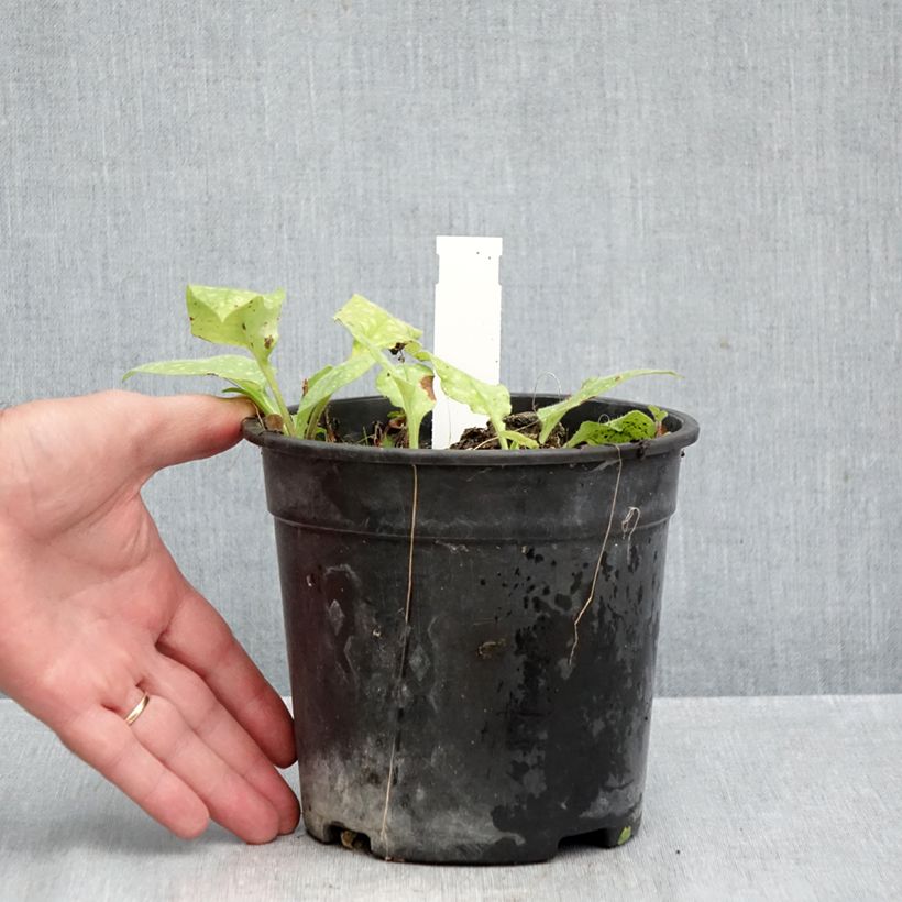 Esemplare di Pulmonaria saccharata Mrs Moon - Polmonaria chiazzata Vaso da 2L/3L come consegnato in autunno