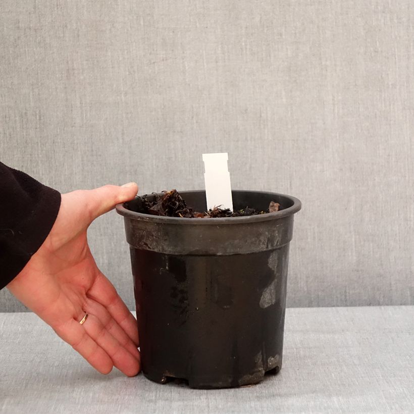 Pulmonaria saccharata Mrs Moon - Polmonaria chiazzata Vaso da 2L/3L esemplare consegnato in inverno