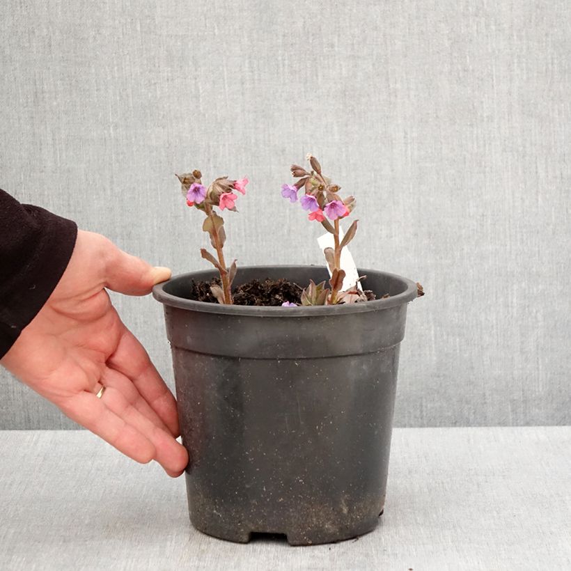 Pulmonaria saccharata Mrs Moon - Polmonaria chiazzata Vaso da 2L/3L esemplare consegnato in primavera