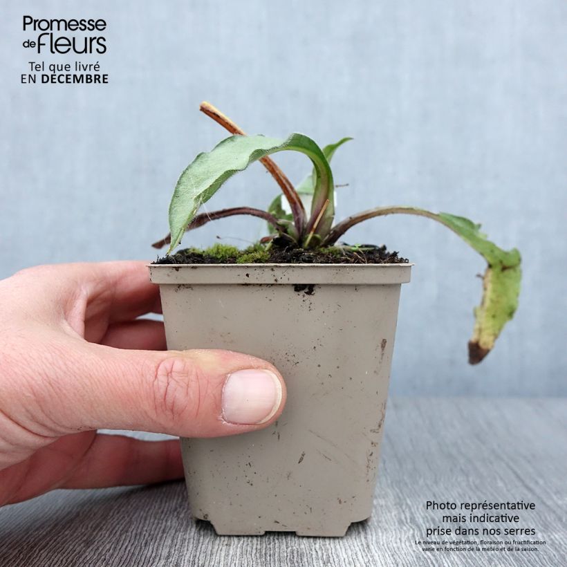 Esemplare di Pulmonaria Samourai Vasetto da 8/9 cm come consegnato in autunno