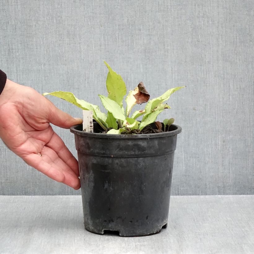 Esemplare di Pulmonaria Samourai Vaso da 2L/3L come consegnato in autunno