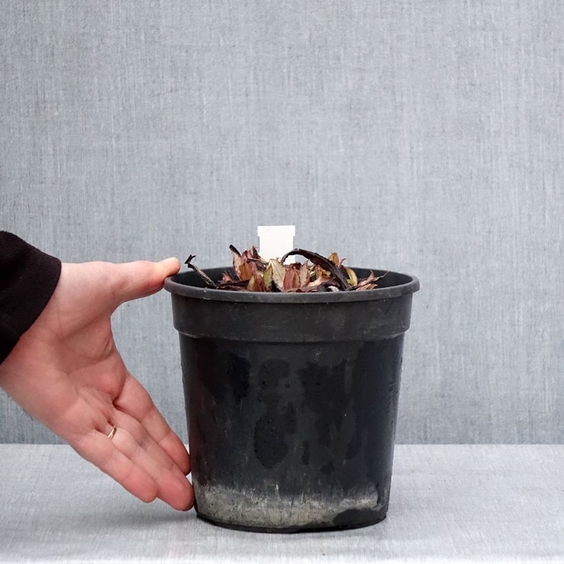 Pulmonaria Samourai Vaso da 2L/3L esemplare consegnato in inverno