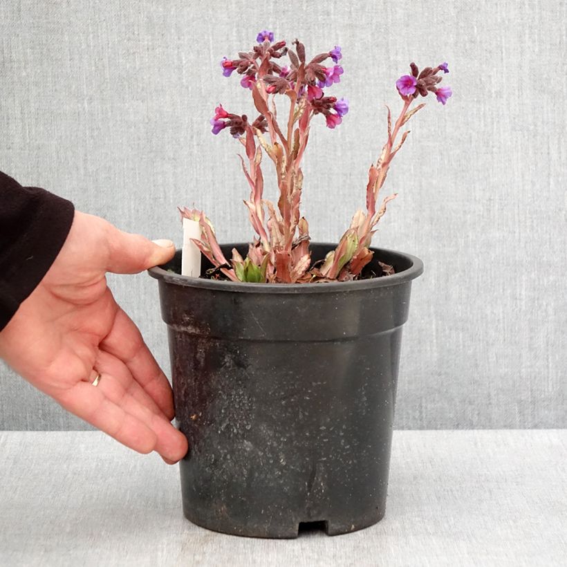 Pulmonaria Samourai Vaso da 2L/3L esemplare consegnato in primavera