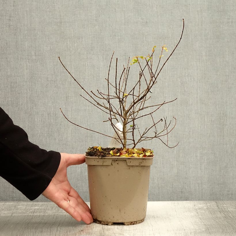 Esemplare di Melograno Nana Racemosa - Punica granatum Vaso da 3L/4L come consegnato in autunno
