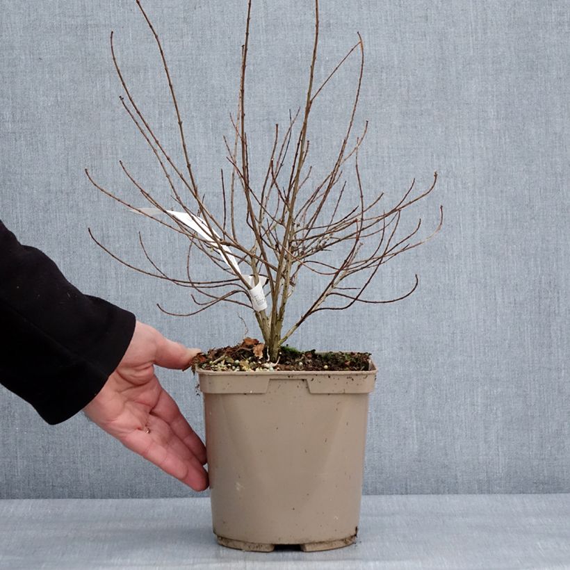 Melograno Nana Racemosa - Punica granatum Vaso da 3L/4L esemplare consegnato in inverno