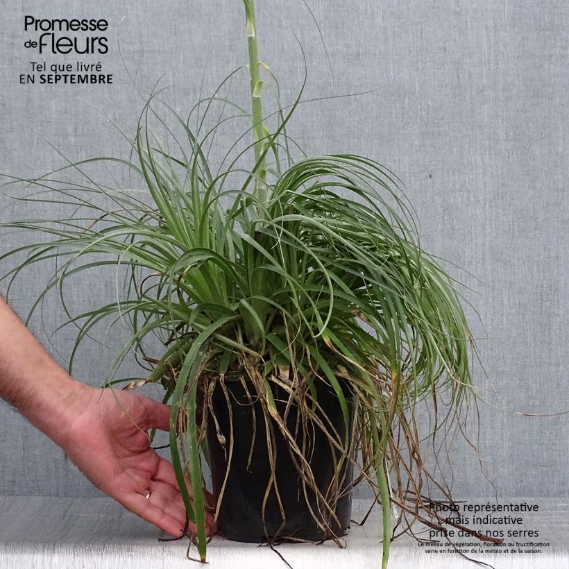 Esemplare di Puya alpestris Vaso da 2L/3L come consegnato in autunno