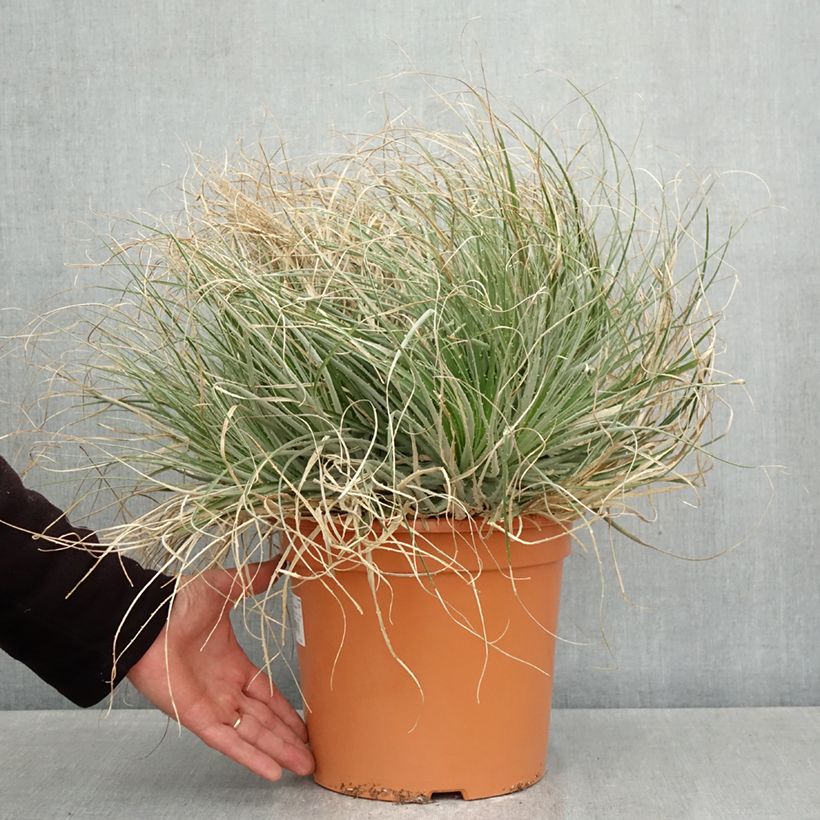 Puya coerulea Violacea Vaso da 7,5L/10L esemplare consegnato in primavera
