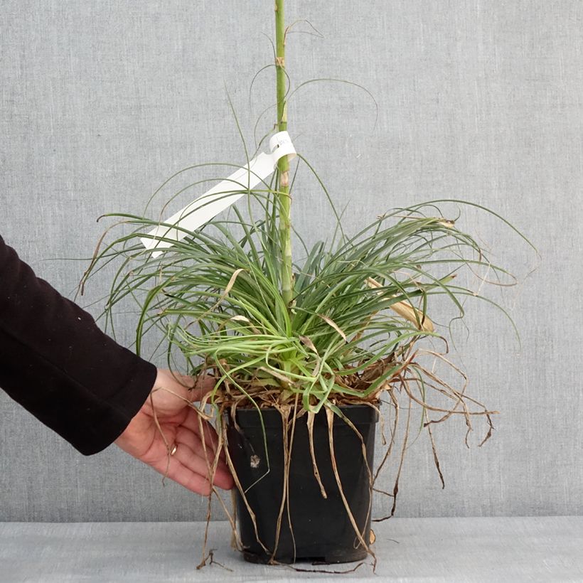 Puya mirabilis Vaso da 2L/3L esemplare consegnato in inverno