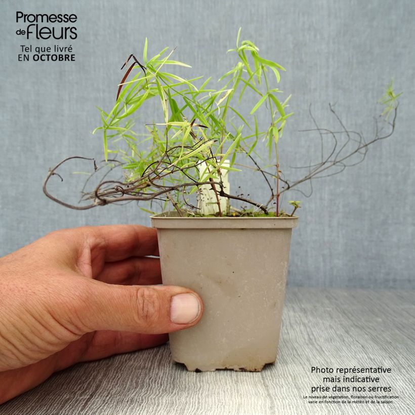 Esemplare di Pycnanthemum flexuosum - Menta di montagna Vasetto da 8/9 cm come consegnato in autunno