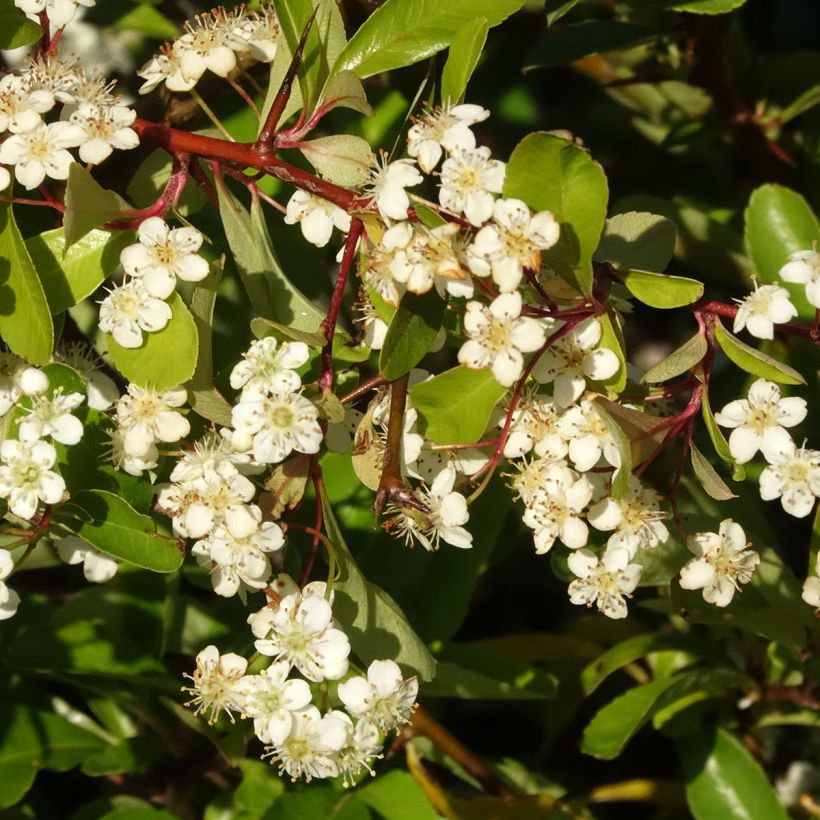 Pyracantha Orange Star (Fioritura)