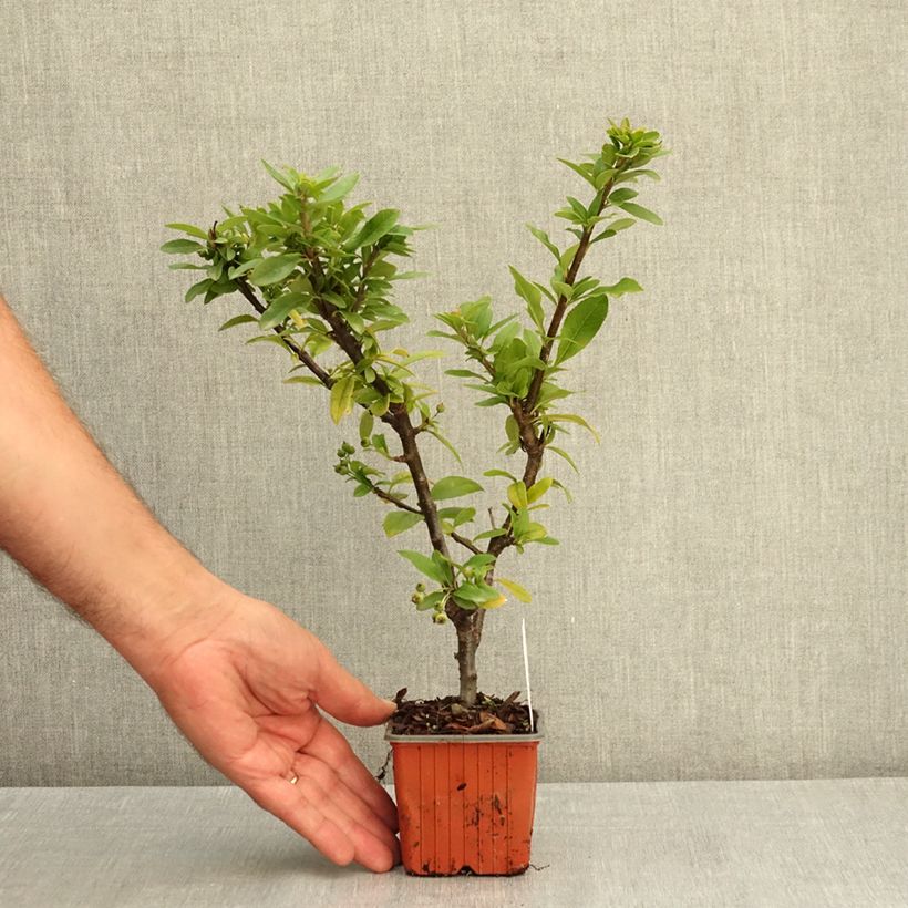 Esemplare di Pyracantha Orange Star Vasetto da 8/9 cm consegnato in estate