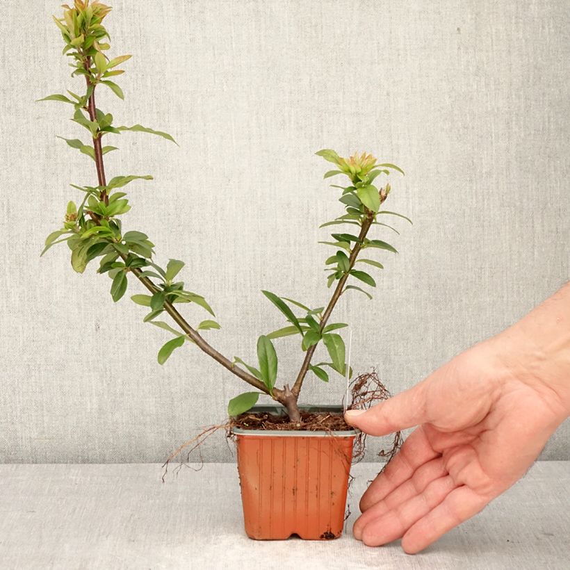 Pyracantha Orange Star Vasetto da 8/9 cm esemplare consegnato in primavera