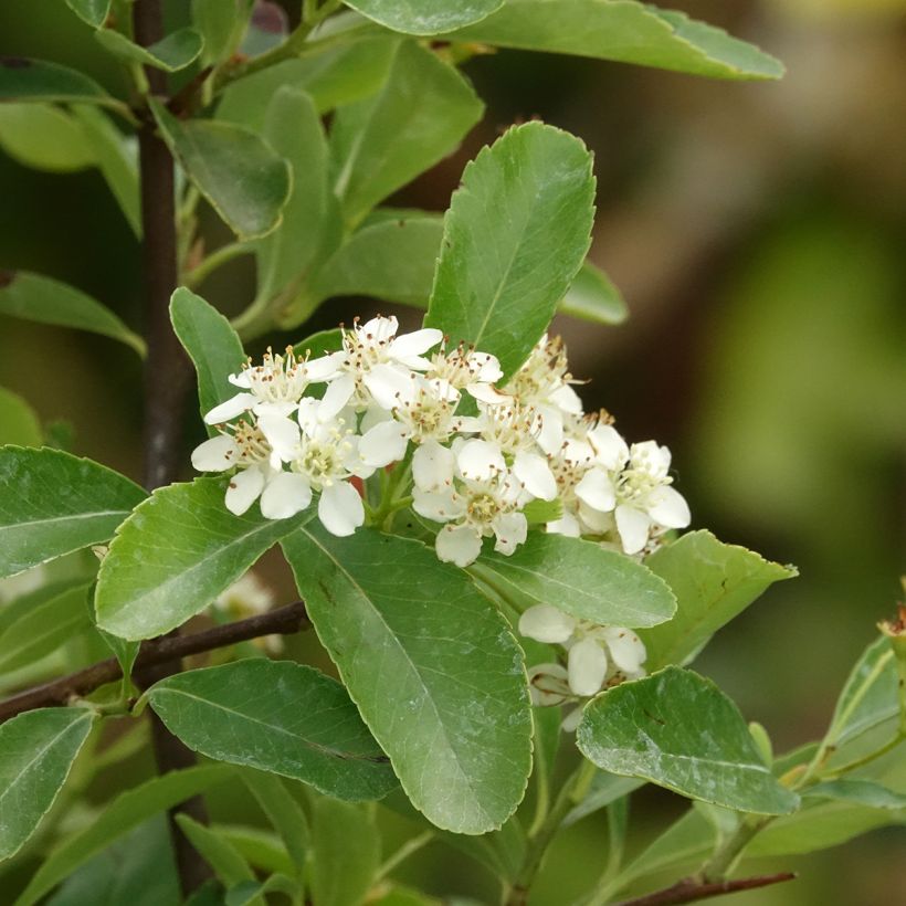 Pyracantha SAPHYR Jaune (Fioritura)