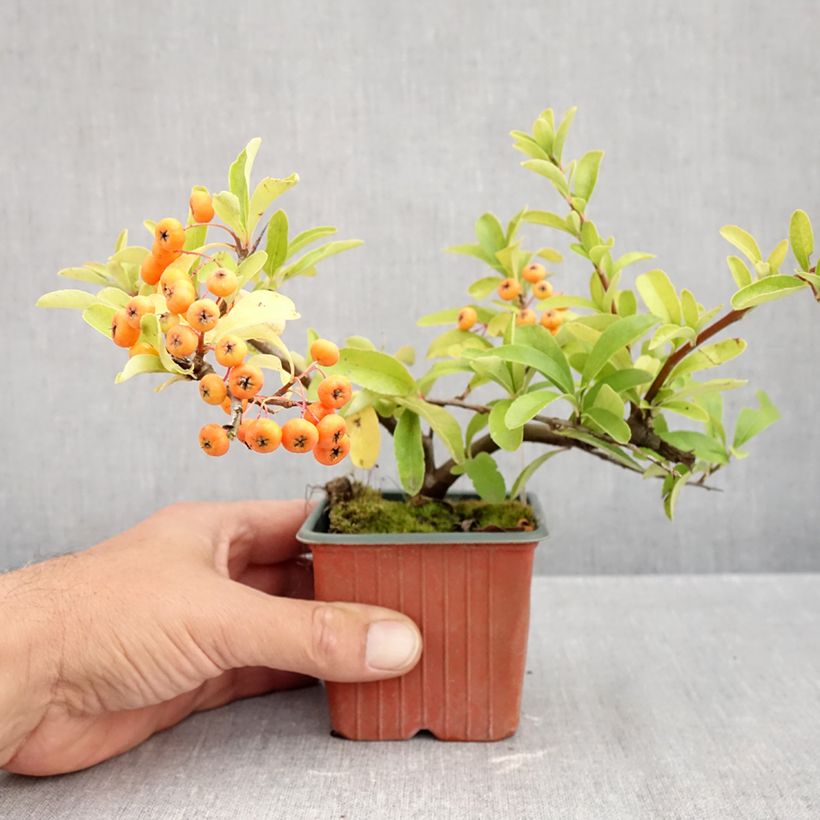 Esemplare di Pyracantha Sunny Star Vasetto da 8/9 cm come consegnato in autunno