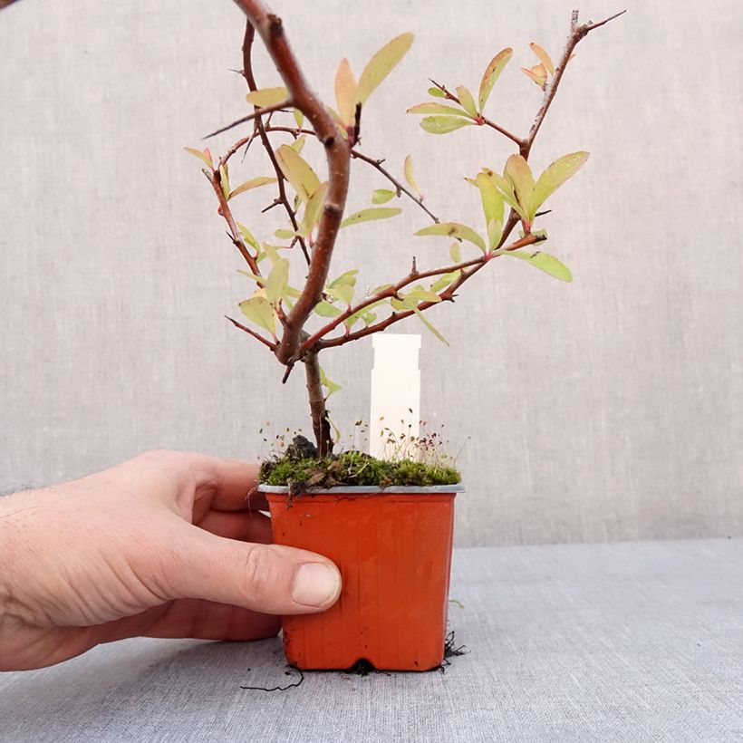 Pyracantha Sunny Star Vasetto da 8/9 cm esemplare consegnato in inverno