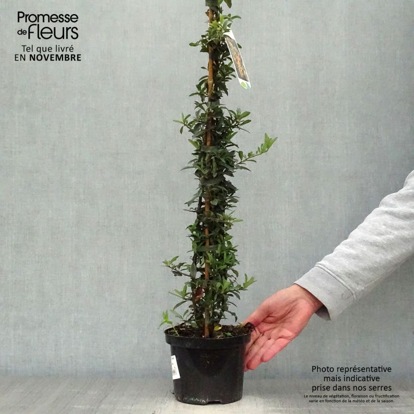 Esemplare di Pyracantha Golden Charmer Vaso da 2L/3L come consegnato in autunno