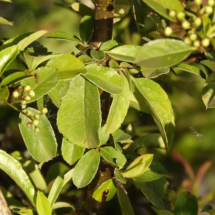Pyracantha Golden Charmer (Fogliame)
