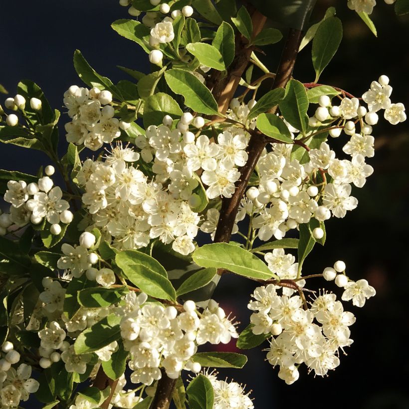Pyracantha Golden Charmer (Fioritura)