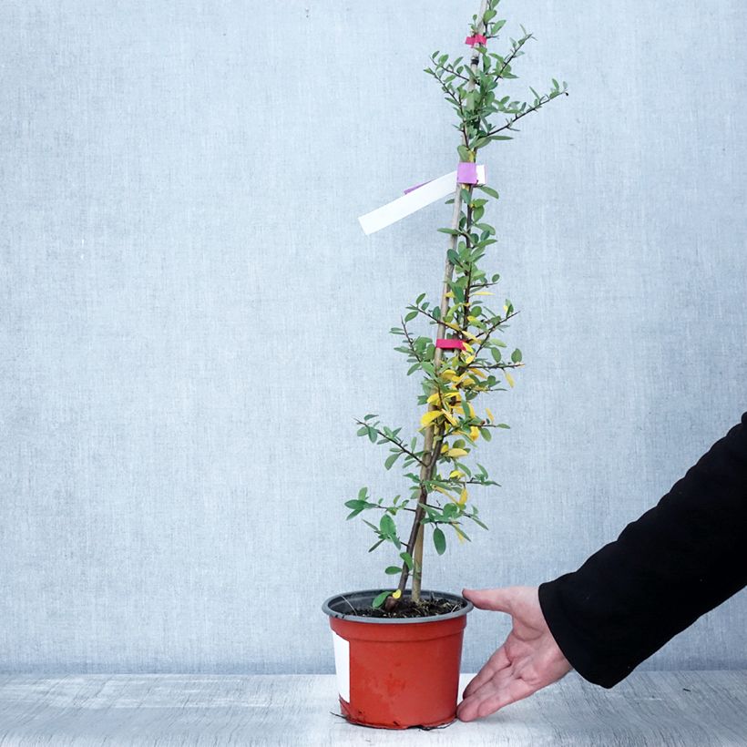 Esemplare di Pyracantha Mohave Vaso da 2L/3L come consegnato in autunno