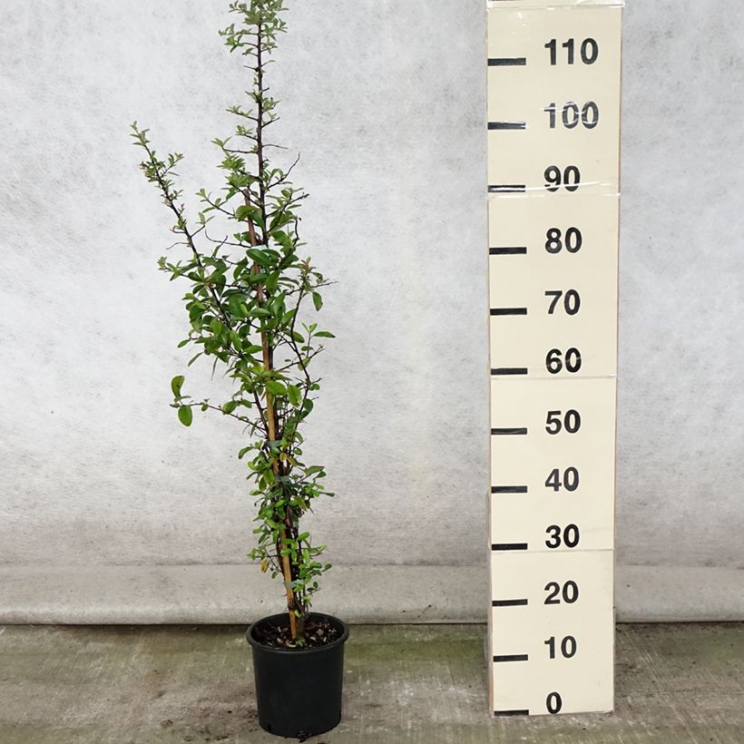 Esemplare di Pyracantha Mohave Vaso da 2L/3L consegnato in estate