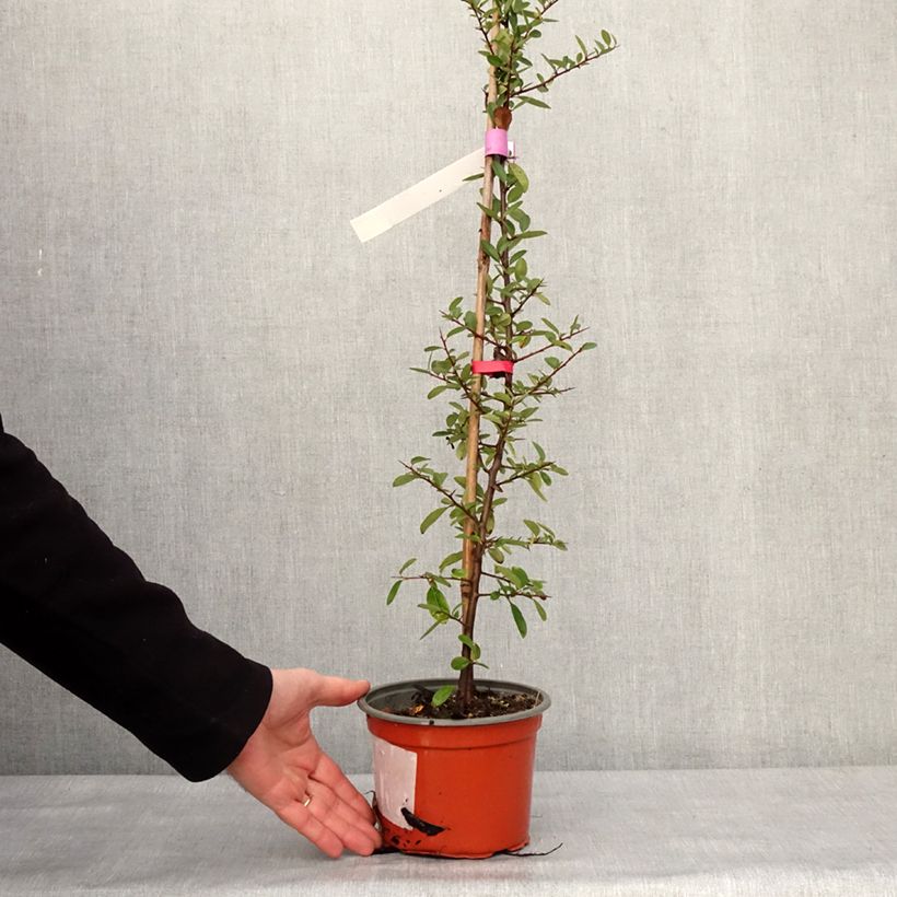 Pyracantha Mohave Vaso da 2L/3L esemplare consegnato in inverno